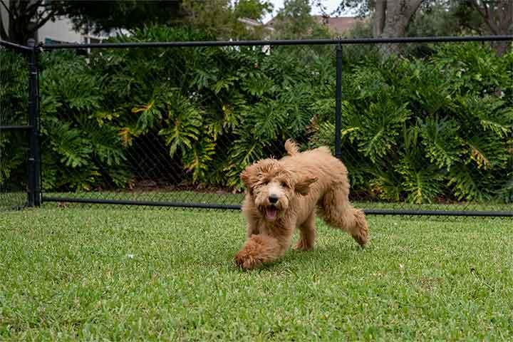 Pet Fence Installation - Sound Custom Fences
